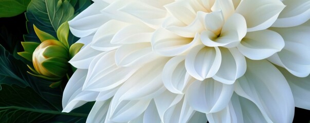 Obraz premium Close-up of white dahlia with green foliage in background