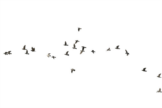 Flocks of flying pigeons isolated on white background. Save with clipping path.