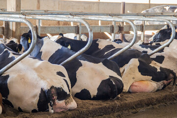 holstein cows resting in a free stall barn © Peter