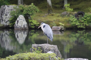 gray heron