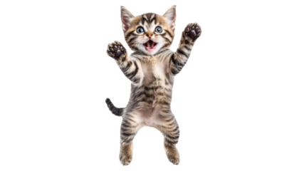 Cute kitten jumps playfully in bright setting