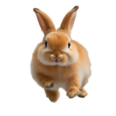 Fototapeta premium white rabbit on white background