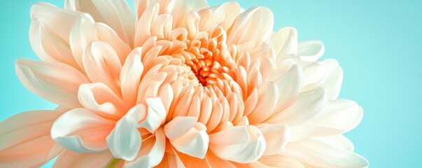 Close-up of peach chrysanthemum flower against light blue background