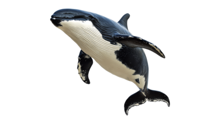 Whale swimming gracefully in ocean waters