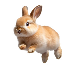 white rabbit isolated on white
