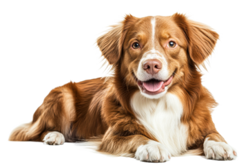 Happy dog lying down in a studio setting