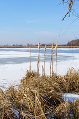 Frost-Covered Ground with Dried Grass Stems at Gänselake, Stangenhagen, Germany