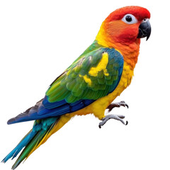 Fototapeta premium blue and yellow sun conure