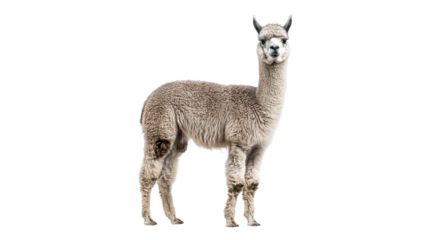 Unique gray llama standing proudly in the field