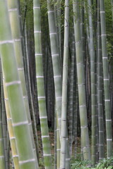 Arashiyama Bamboo Forest, Kyoto, Japan