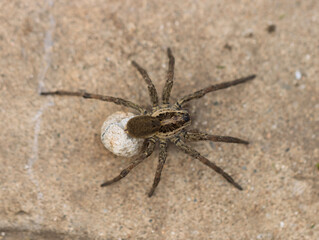 A female Wolf Spider carrying her egg sac. The egg sac is significantly larger than the spider's abdomen, indicating a substantial brood. A darker, fuzzy patch is visible on the egg sac.