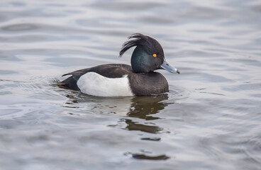 Tufted duck on a loch in Scotland, close up