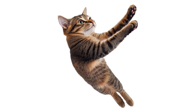 Cat leaping playfully in mid air