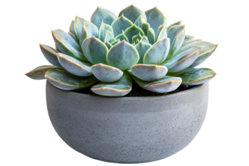 Succulent in gray pot on white background