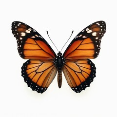 Fototapeta premium A monarch butterfly displays its orange wings bordered by black and dotted with white spots, set against a plain white background for clarity.