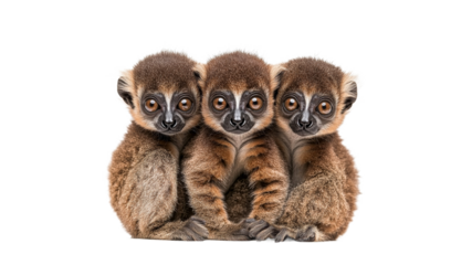 Three lemurs relaxed together