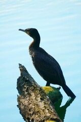 Big cormorant bird standing on tree trunk on the sun