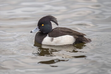 Tufted duck on a loch in Scotland, close up