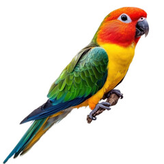 Obraz premium sun conure 