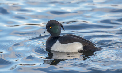 Tufted duck, male, on a loch, close up