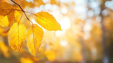 Obraz premium Golden autumn leaves gently lit by warm sunlight in a soft blurred background : Generative AI