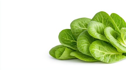 Fototapeta premium Fresh green romaine lettuce arranged on a clean white background.
