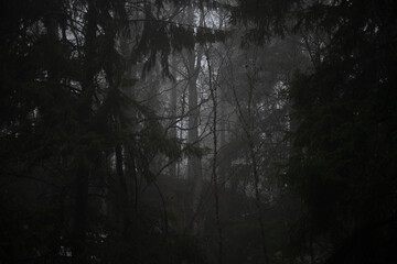 Fototapeta premium A quiet rainy morning in a coniferous forest in Norway in winter