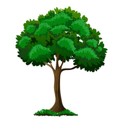 Realistic Tree Illustration and Eco-Friendly Design. Illustration of a tree with white background. Vector Illustration.