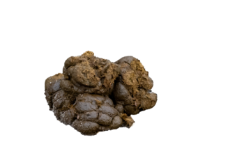 Horse manure droppings lying on the ground on a farm