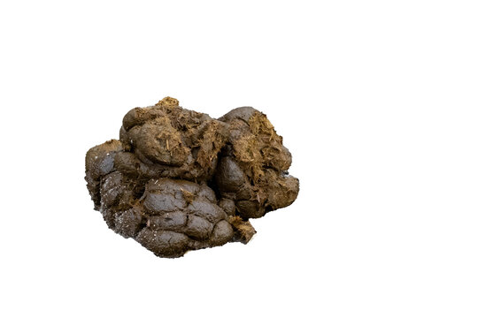 Horse manure droppings lying on the ground on a farm