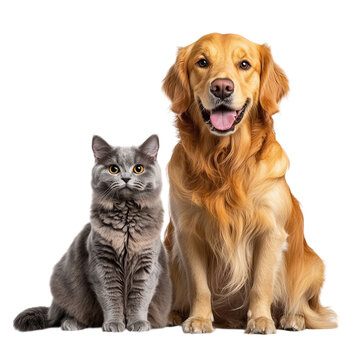 golden retriever dog and a gray cat sitting side isolated on transparent background