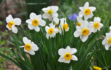 Narcissus (daffodils) bloom in the flowerbed.