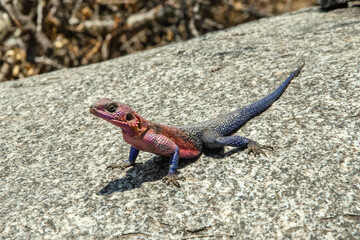 lézard dans le parc du Serengeti en Tanzanie