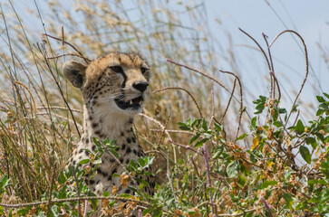 guépard dans le parc du Serengeti en Tanzanie