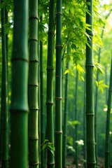 Obraz premium Towering bamboo stems with lush green foliage, green, bamboo plant