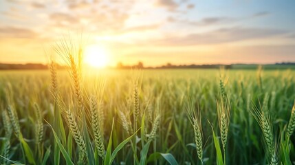 Fototapeta premium Golden Sunset Over Lush Wheat Field Surrounded by Nature's Beauty and Serenity : Generative AI