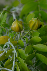 lignum vitae-guaiacum sanctum