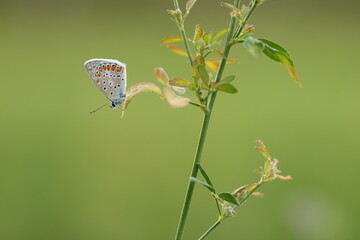 una farfalla licenide al tramonto