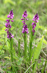 Polygala comosa blooms in nature