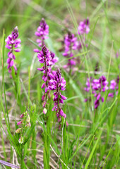 Polygala comosa blooms in nature