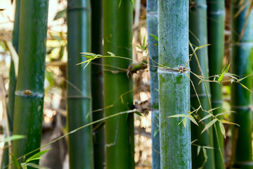 Bamboo forest, close-up viewof a green bamboo tree. A bright green tree trunk