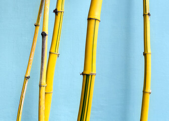 Close up view of a yellow bamboo tree. Bright trunks of fresh hard bamboo