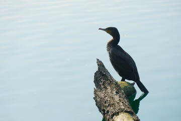 Big cormorant bird standing on tree trunk on the sun by the lake