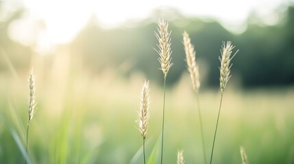 Fototapeta premium Sunlit grassy field with golden wheat stalks swaying in a gentle breeze during a clear summer day : Generative AI