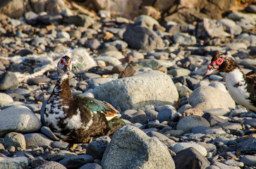Exotic duck beach sunset Benijo