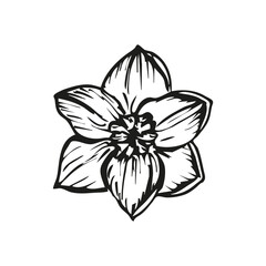 Narcissus flower botanical sketch outline illustration. Narcissus flowers spring doodle drawing in engraving style. Hand drawn vector line art clipart isolated on a white background