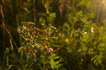 Yellow Wildflowers in Golden Light, Nature Backdrop