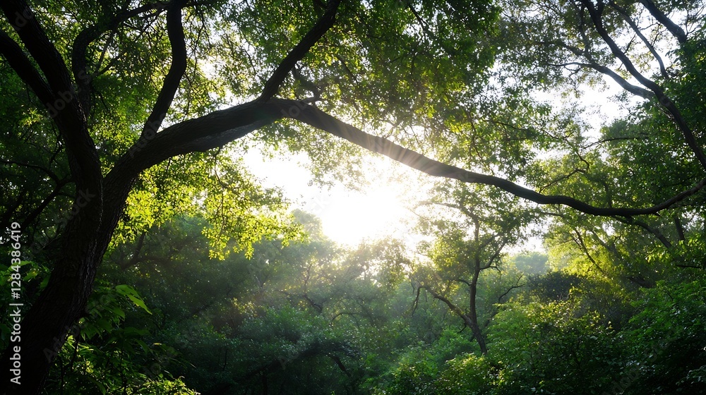 Aufkleber Sunlight filtering through lush green trees in a vibrant forest setting : Generative AI