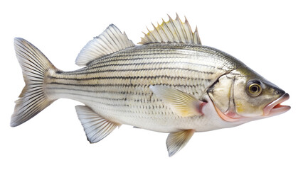 Striped Bass Fish on Transparent Background