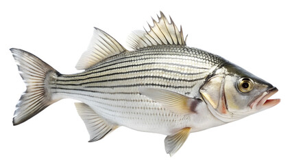 Fototapeta premium Striped Bass Fish on Transparent Background